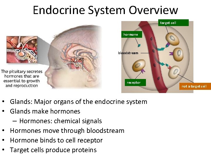 Endocrine System Overview target cell hormone bloodstream receptor • Glands: Major organs of the