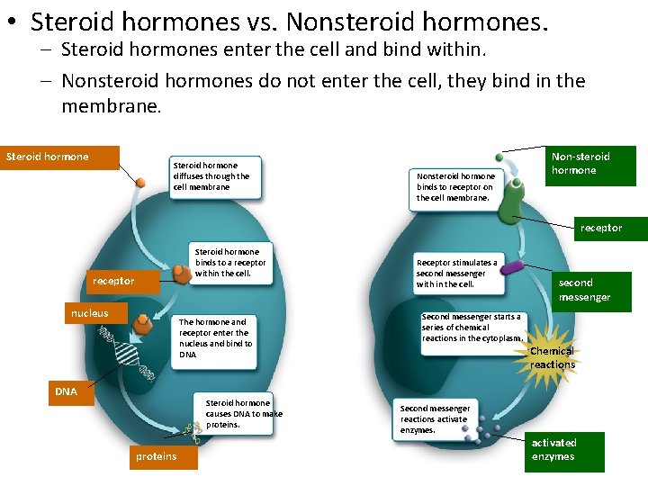  • Steroid hormones vs. Nonsteroid hormones. – Steroid hormones enter the cell and