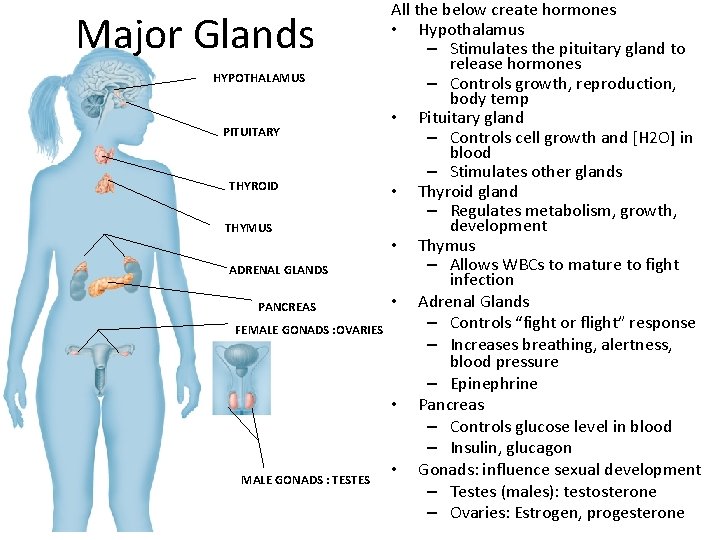 Major Glands HYPOTHALAMUS PITUITARY THYROID THYMUS ADRENAL GLANDS PANCREAS FEMALE GONADS : OVARIES MALE