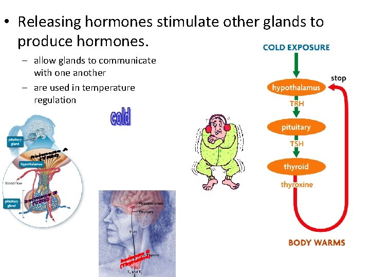  • Releasing hormones stimulate other glands to produce hormones. – allow glands to
