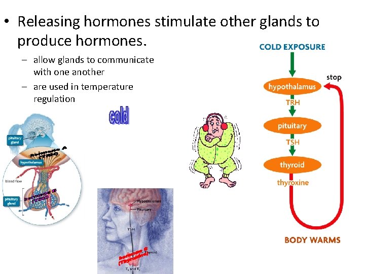 • Releasing hormones stimulate other glands to produce hormones. – allow glands to • Releasing hormones stimulate other glands to produce hormones. – allow glands to