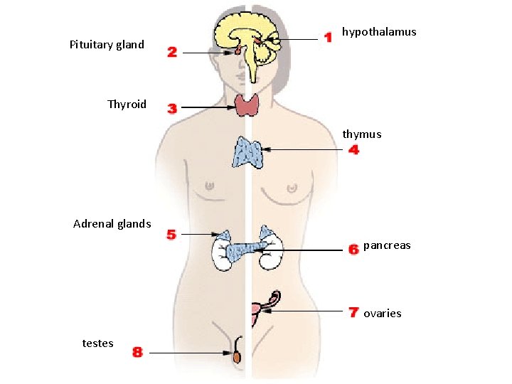 Pituitary gland hypothalamus Thyroid thymus Adrenal glands pancreas ovaries testes 