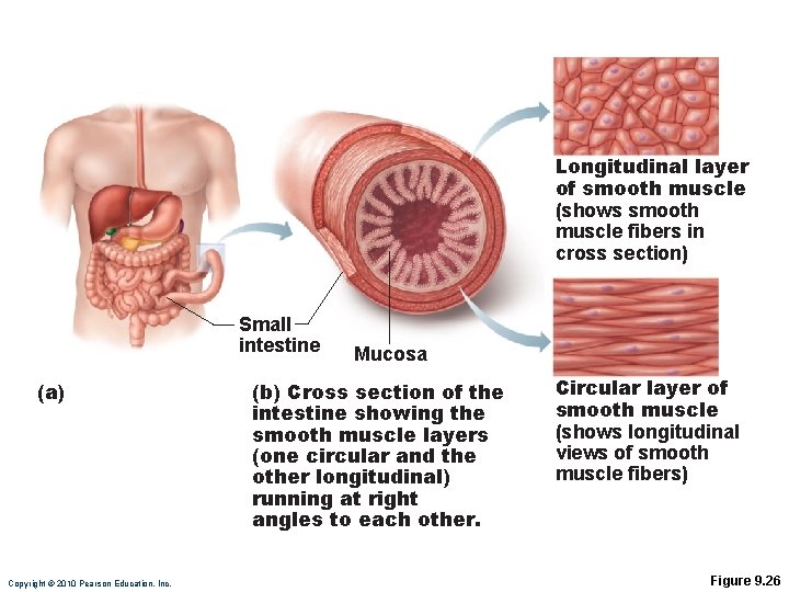 Longitudinal layer of smooth muscle (shows smooth muscle fibers in cross section) Small intestine