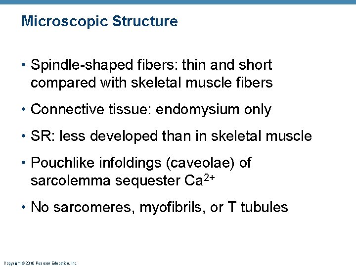 Microscopic Structure • Spindle-shaped fibers: thin and short compared with skeletal muscle fibers •