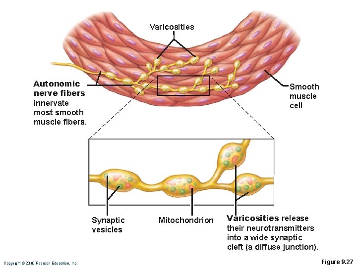 Varicosities Autonomic nerve fibers innervate most smooth muscle fibers. Smooth muscle cell Synaptic vesicles