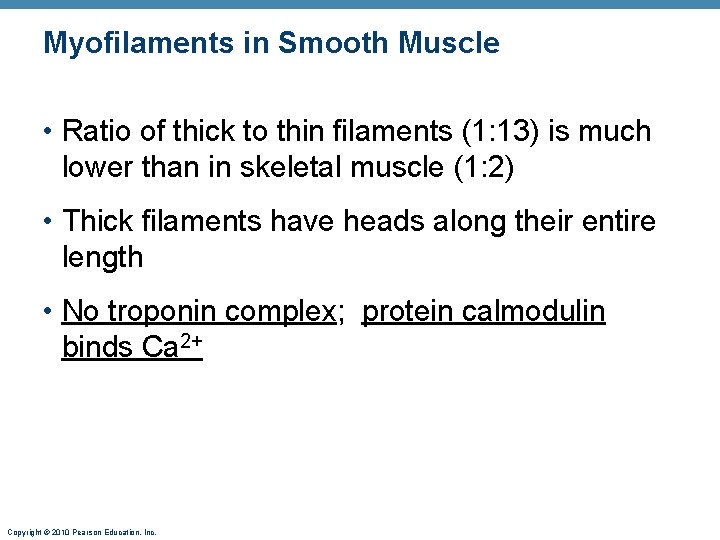 Myofilaments in Smooth Muscle • Ratio of thick to thin filaments (1: 13) is