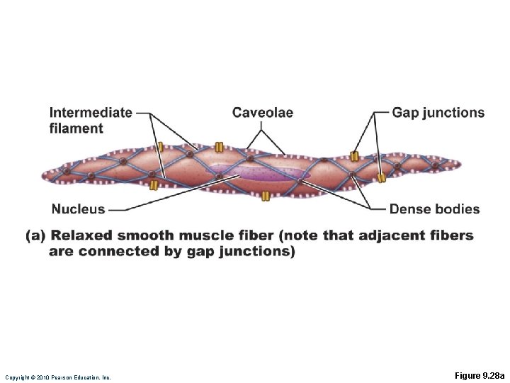 Copyright © 2010 Pearson Education, Inc. Figure 9. 28 a 