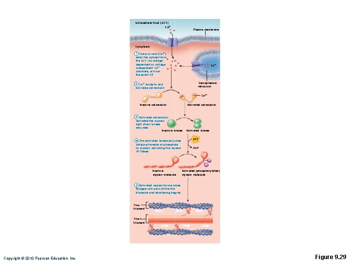 Extracellular fluid (ECF) Ca 2+ Plasma membrane Cytoplasm 1 Calcium ions (Ca 2+) enter