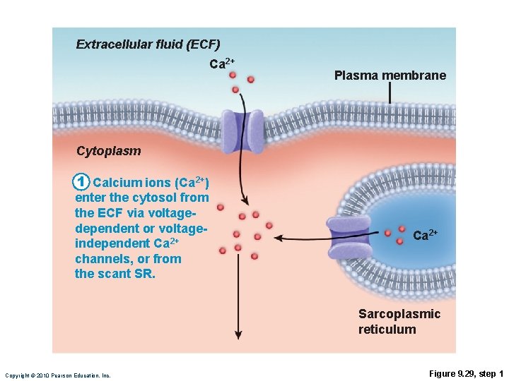 Extracellular fluid (ECF) Ca 2+ Plasma membrane Cytoplasm 1 Calcium ions (Ca 2+) enter