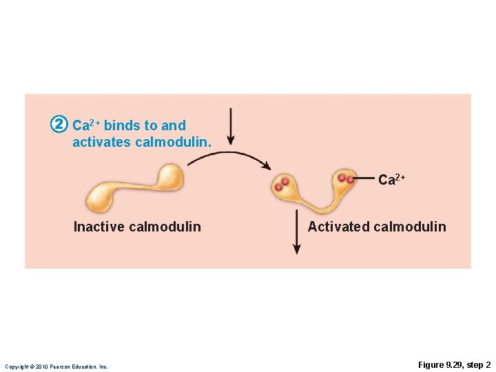 2 Ca 2+ binds to and activates calmodulin. Ca 2+ Inactive calmodulin Copyright ©