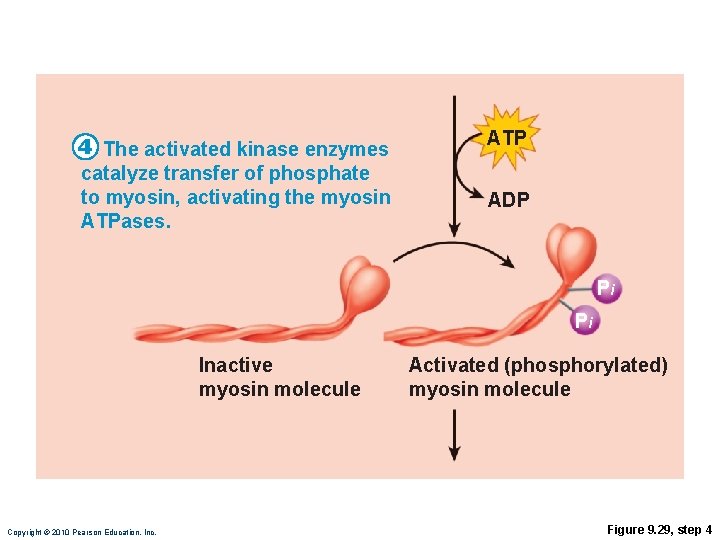 4 The activated kinase enzymes catalyze transfer of phosphate to myosin, activating the myosin