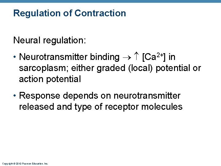 Regulation of Contraction Neural regulation: • Neurotransmitter binding [Ca 2+] in sarcoplasm; either graded