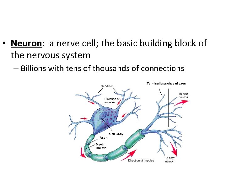  • Neuron: a nerve cell; the basic building block of the nervous system
