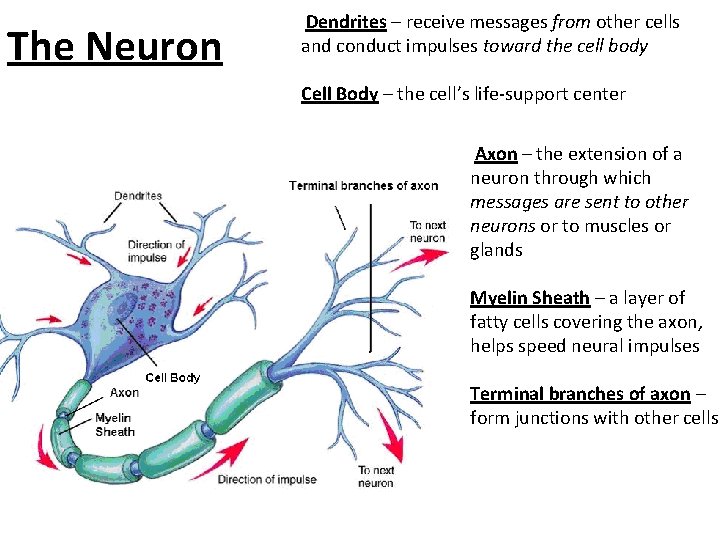 The Neuron Dendrites – receive messages from other cells and conduct impulses toward the