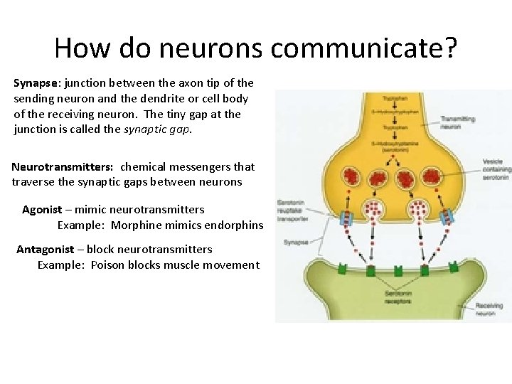 How do neurons communicate? Synapse: junction between the axon tip of the sending neuron