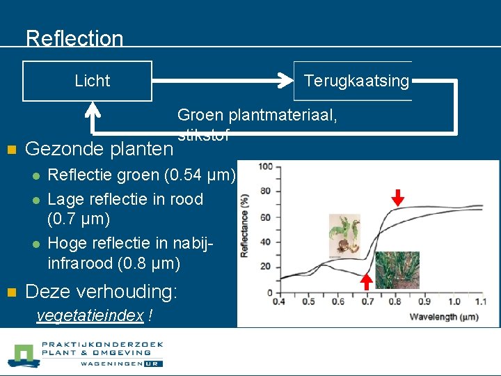 Reflection Licht n Gezonde planten l l l n Terugkaatsing Groen plantmateriaal, stikstof Reflectie