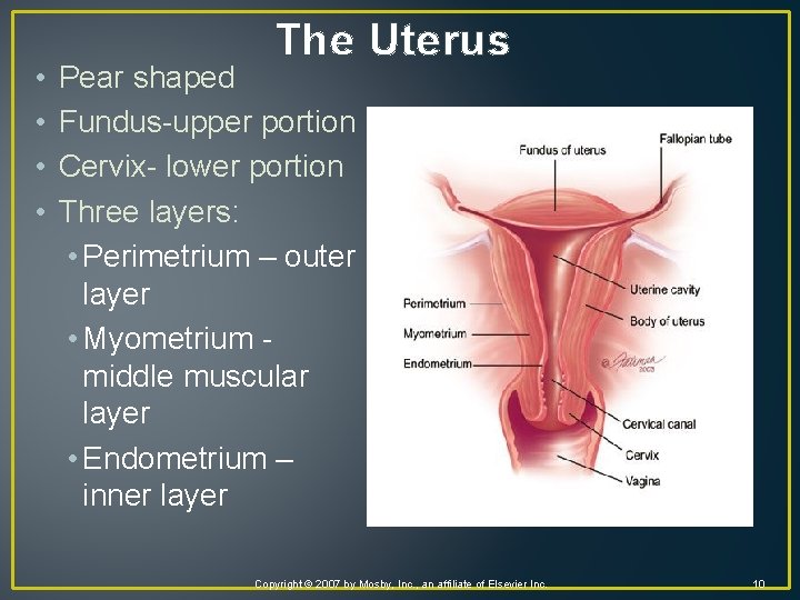  • • The Uterus Pear shaped Fundus-upper portion Cervix- lower portion Three layers: