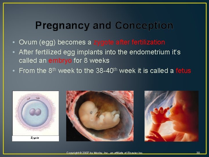 Pregnancy and Conception • Ovum (egg) becomes a zygote after fertilization • After fertilized