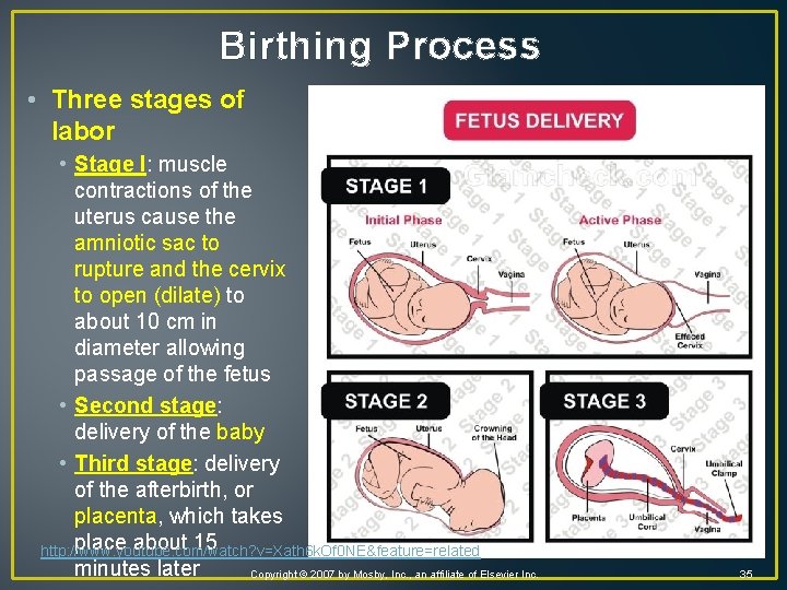 Birthing Process • Three stages of labor • Stage I: muscle contractions of the