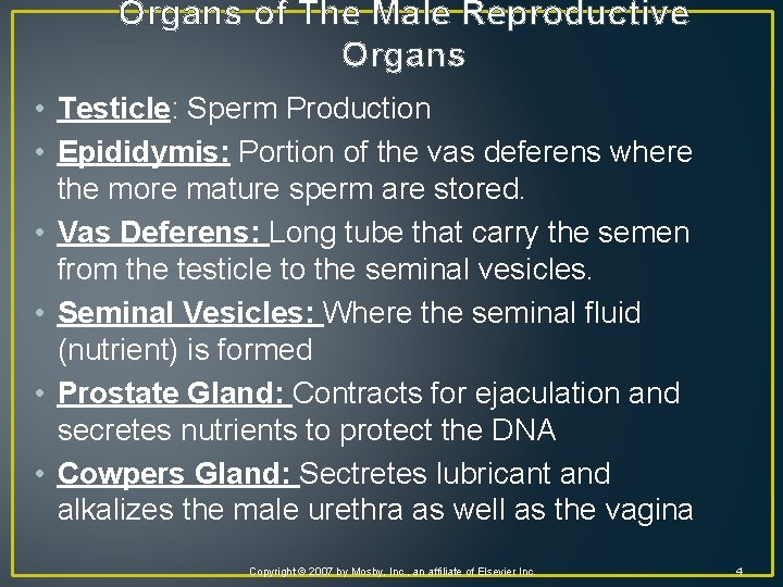 Organs of The Male Reproductive Organs • Testicle: Sperm Production • Epididymis: Portion of