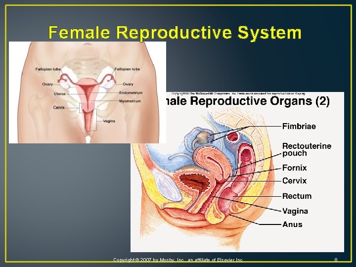 Female Reproductive System Copyright © 2007 by Mosby, Inc. , an affiliate of Elsevier