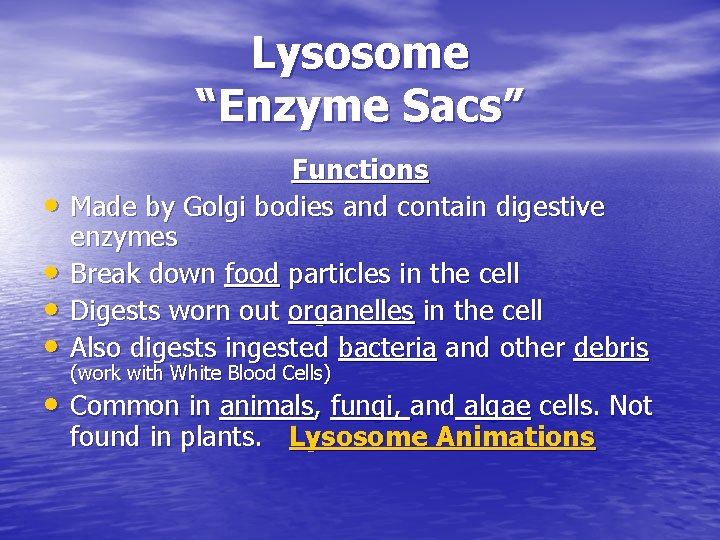 Lysosome “Enzyme Sacs” • • Functions Made by Golgi bodies and contain digestive enzymes Lysosome “Enzyme Sacs” • • Functions Made by Golgi bodies and contain digestive enzymes
