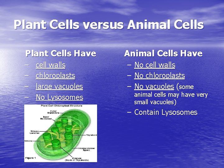 Plant Cells versus Animal Cells Plant Cells Have – – cell walls chloroplasts large