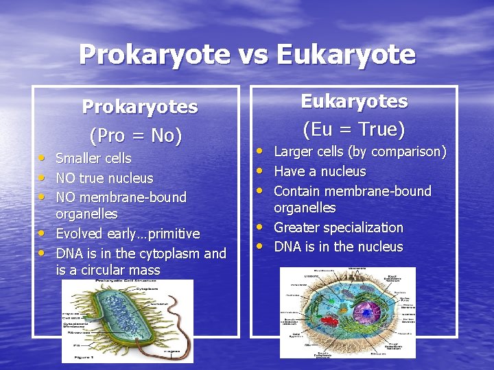 Prokaryote vs Eukaryote • • • Prokaryotes (Pro = No) Smaller cells NO true Prokaryote vs Eukaryote • • • Prokaryotes (Pro = No) Smaller cells NO true