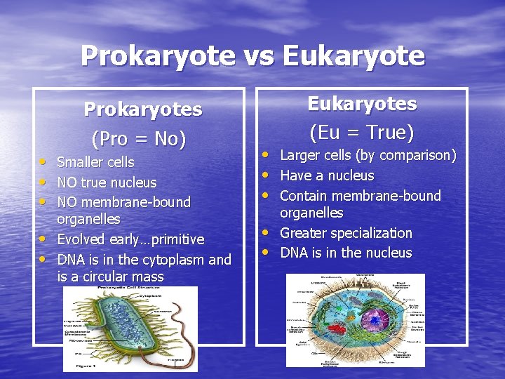 Prokaryote vs Eukaryote • • • Prokaryotes (Pro = No) Smaller cells NO true