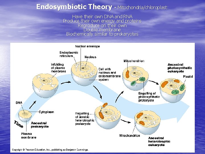 Endosymbiotic Theory - Mitochondria/chloroplast: Have their own DNA and RNA Produce their own energy Endosymbiotic Theory - Mitochondria/chloroplast: Have their own DNA and RNA Produce their own energy