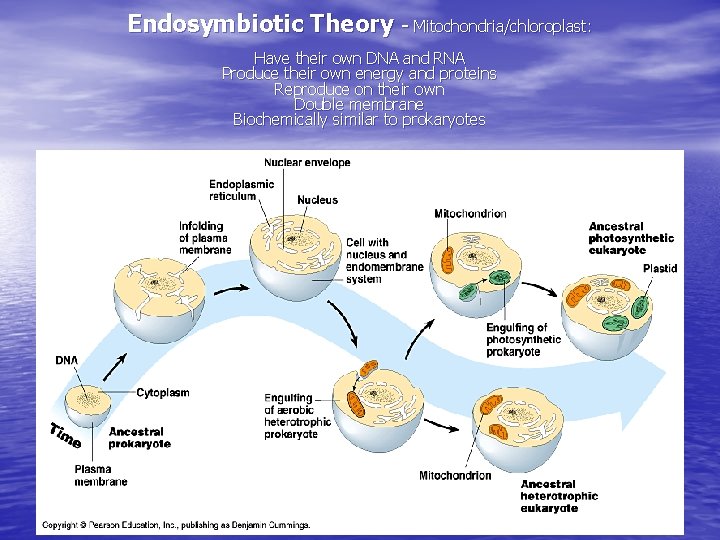 Endosymbiotic Theory - Mitochondria/chloroplast: Have their own DNA and RNA Produce their own energy