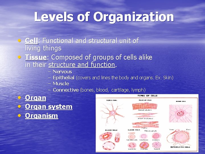 Levels of Organization • Cell: Functional and structural unit of • living things Tissue: Levels of Organization • Cell: Functional and structural unit of • living things Tissue: