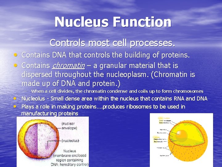 Nucleus Function Controls most cell processes. • Contains DNA that controls the building of