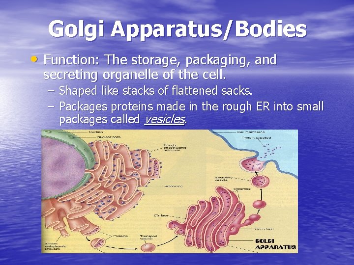 Golgi Apparatus/Bodies • Function: The storage, packaging, and secreting organelle of the cell. – Golgi Apparatus/Bodies • Function: The storage, packaging, and secreting organelle of the cell. –