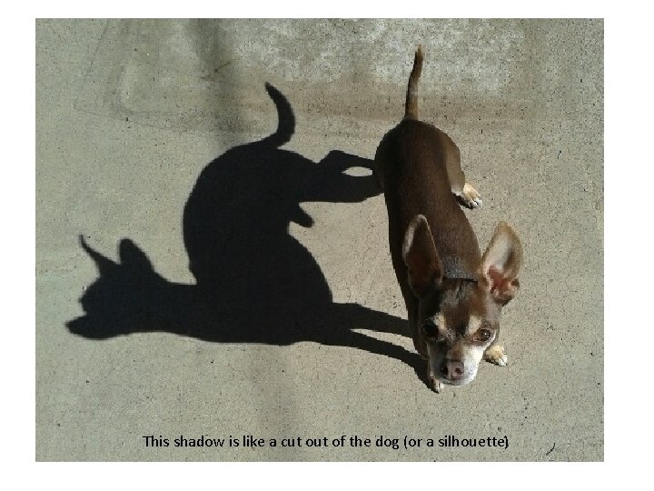 This shadow is like a cut of the dog (or a silhouette) 