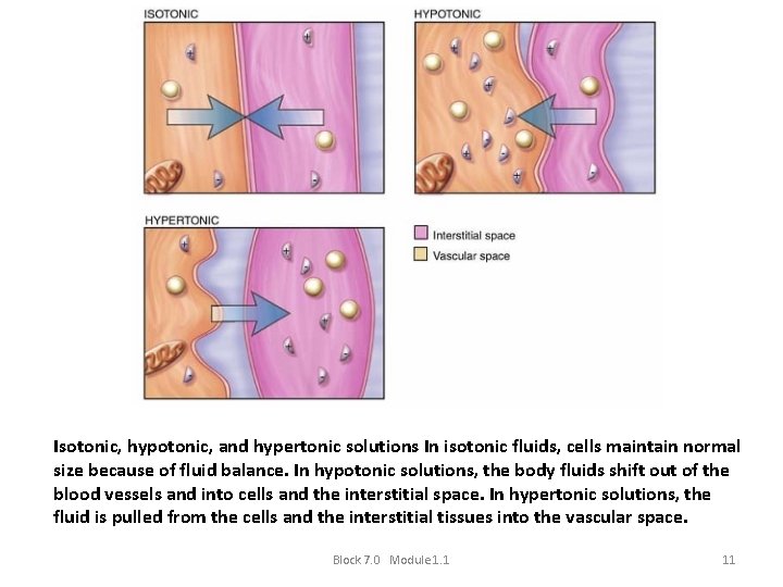 Isotonic, hypotonic, and hypertonic solutions In isotonic fluids, cells maintain normal size because of