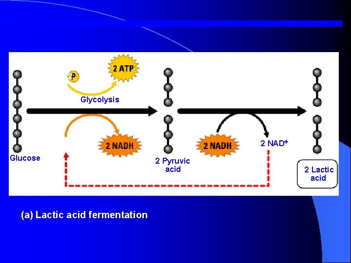 2 ADP+ 2 Glycolysis 2 NAD Glucose (a) Lactic acid fermentation 2 Pyruvic acid