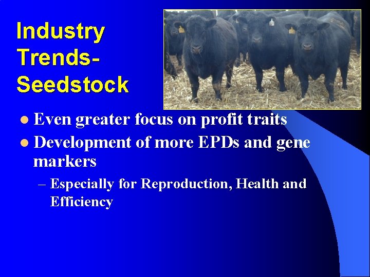 Industry Trends. Seedstock l Even greater focus on profit traits l Development of more