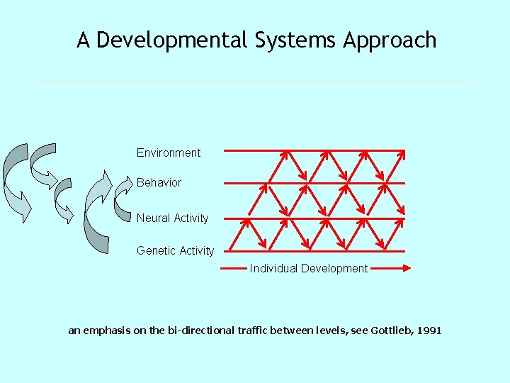 A Developmental Systems Approach Environment Behavior Neural Activity Genetic Activity Individual Development an emphasis