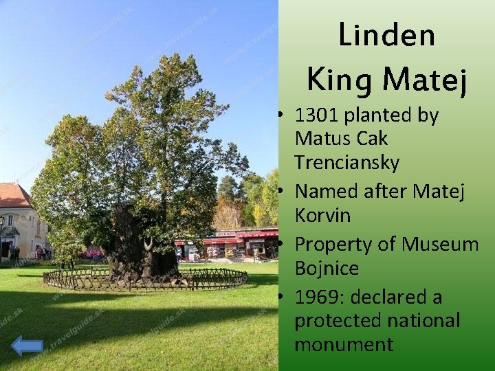 Linden King Matej • 1301 planted by Matus Cak Trenciansky • Named after Matej