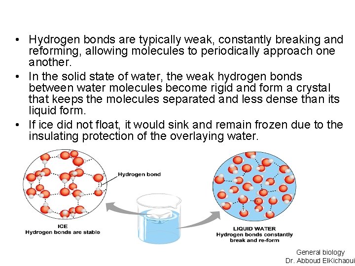  • Hydrogen bonds are typically weak, constantly breaking and reforming, allowing molecules to