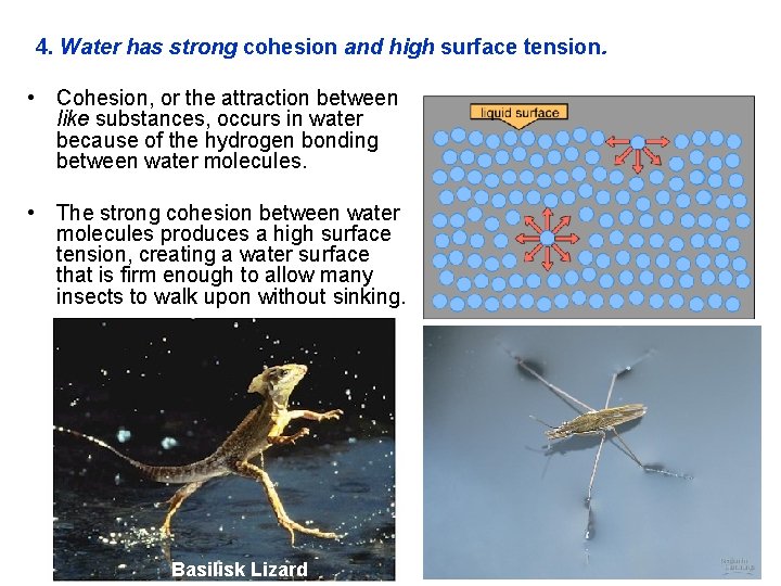 4. Water has strong cohesion and high surface tension. • Cohesion, or the attraction