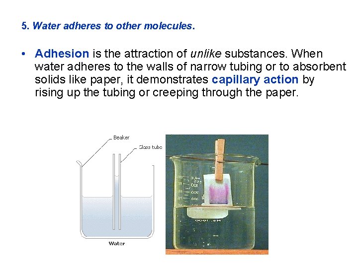 5. Water adheres to other molecules. • Adhesion is the attraction of unlike substances.