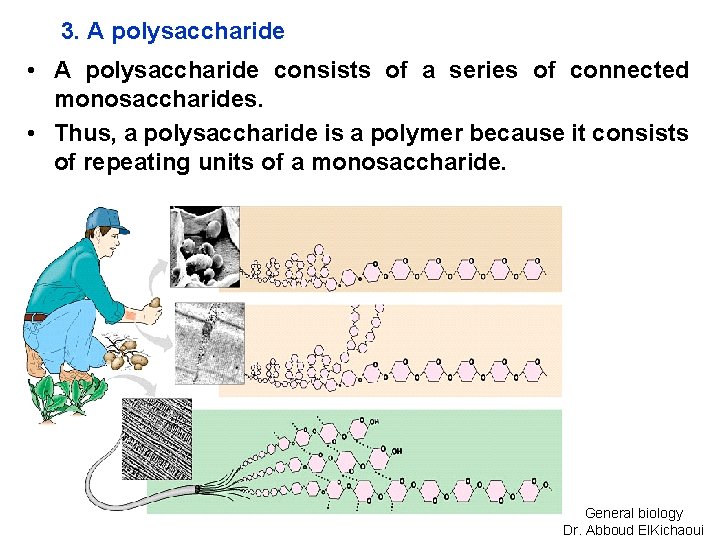 3. A polysaccharide • A polysaccharide consists of a series of connected monosaccharides. •