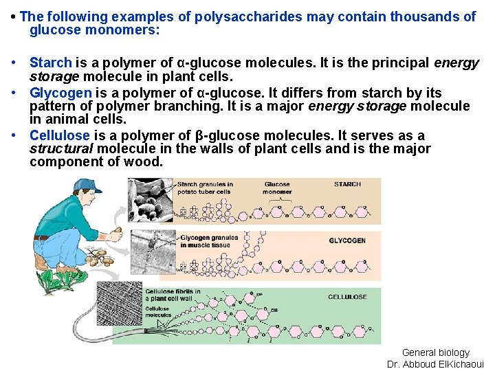  • The following examples of polysaccharides may contain thousands of glucose monomers: •