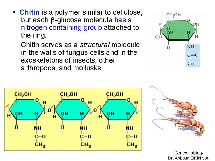  • Chitin is a polymer similar to cellulose, but each β-glucose molecule has