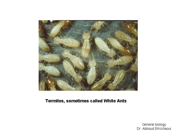 Termites, sometimes called White Ants General biology Dr. Abboud El. Kichaoui 