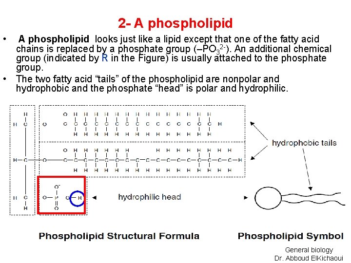 2 - A phospholipid • A phospholipid looks just like a lipid except that