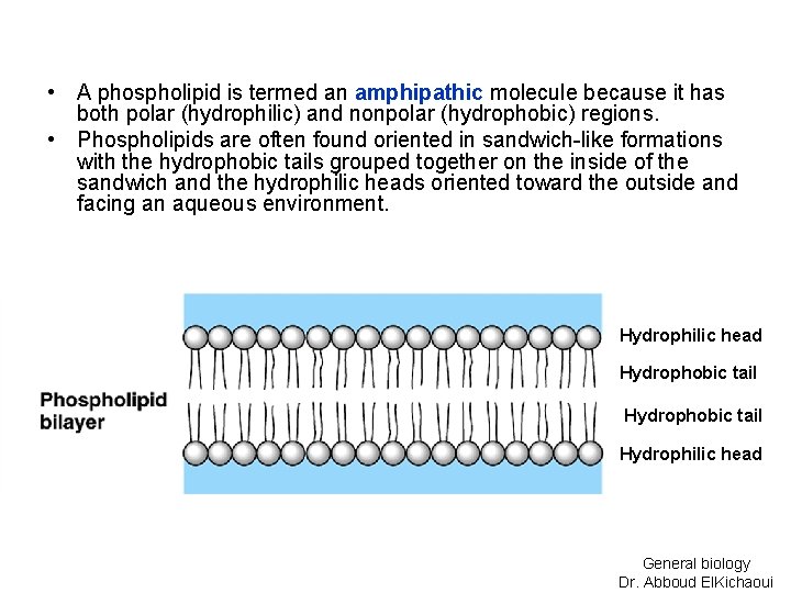  • A phospholipid is termed an amphipathic molecule because it has both polar