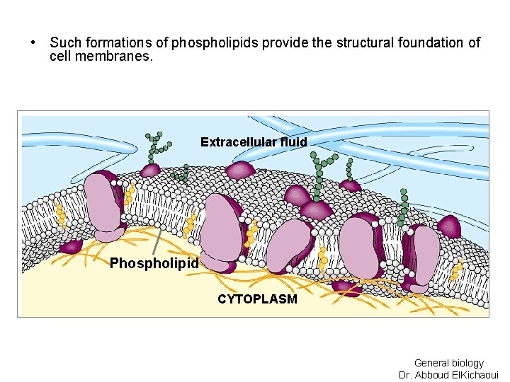  • Such formations of phospholipids provide the structural foundation of cell membranes. Extracellular